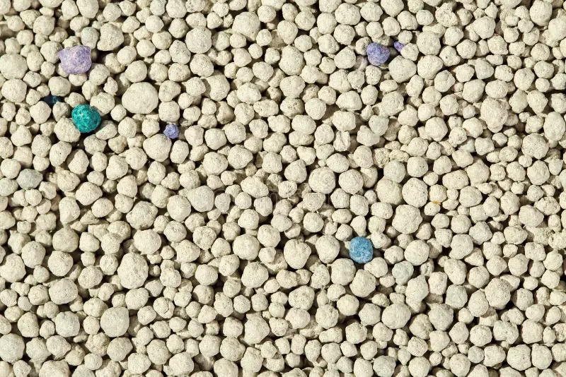 Nhược điểm của cát vệ sinh cho mèo Bentonite là gì?