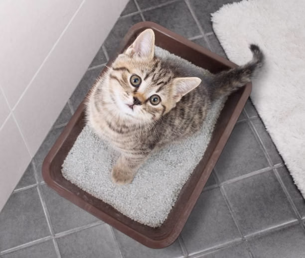 Cuộc đối đầu về hiệu suất: Làm vón cục rác cho mèo ở nhà so với xả rác cho mèo thông thường