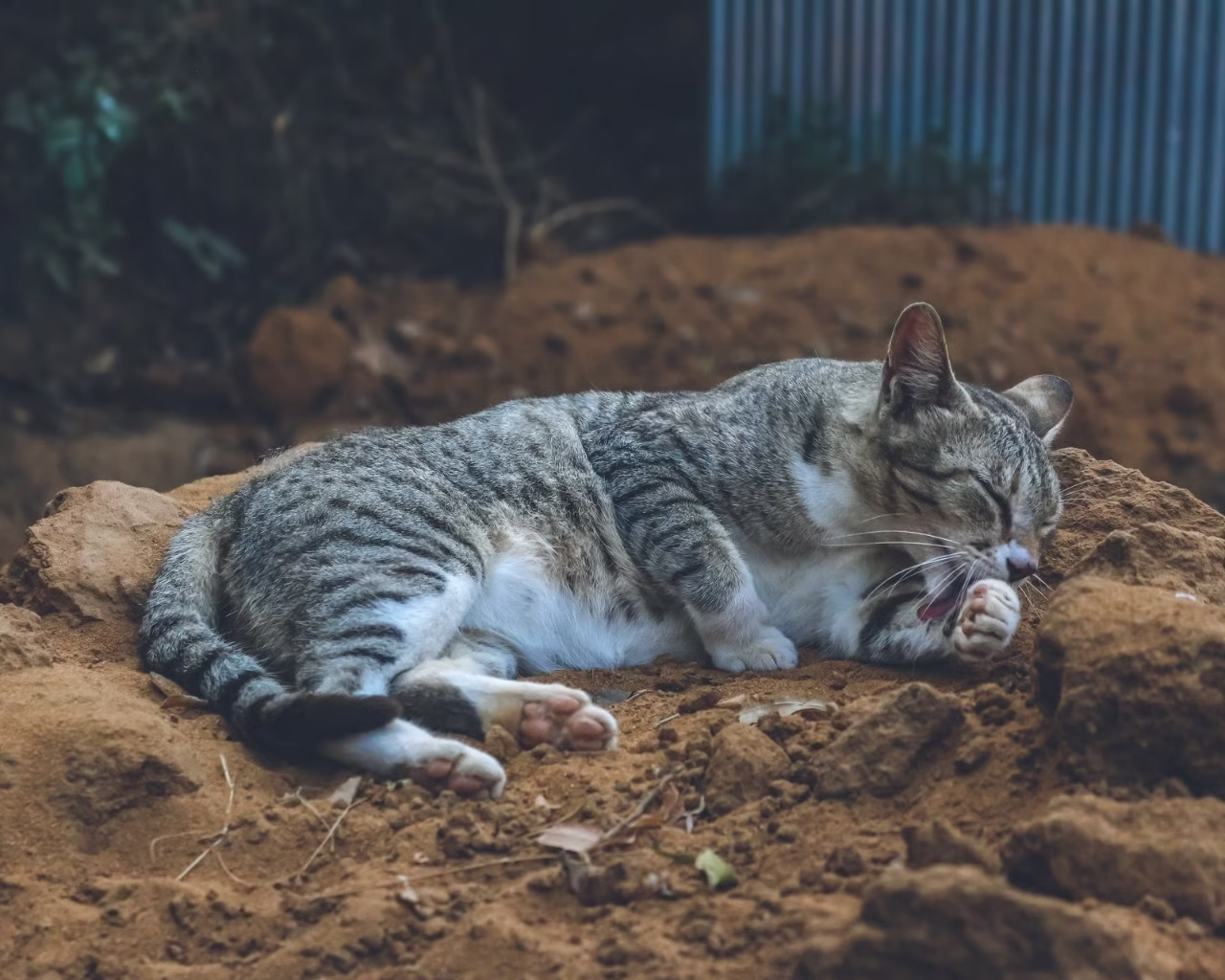 Ra mắt công nghệ khóa mùi đằng sau ổ khóa mùi cho mèo