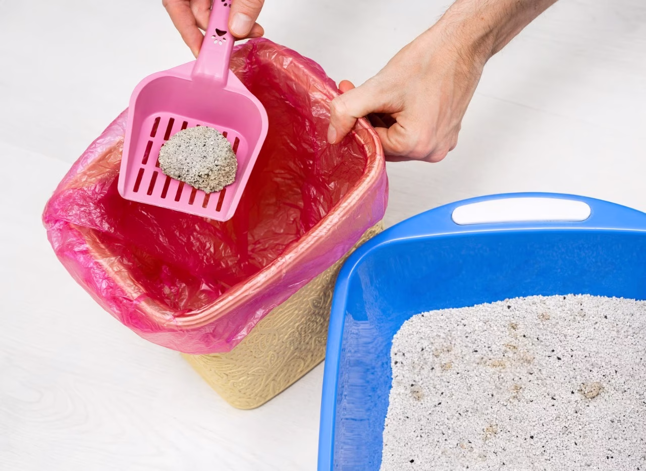 Đã được kiểm nghiệm và tin cậy: Tại sao cát vệ sinh cho mèo siêu vón cục lại nổi bật